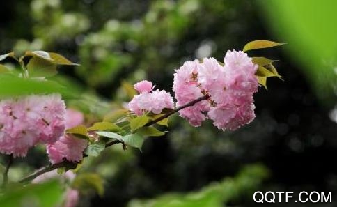 秀花草最新版