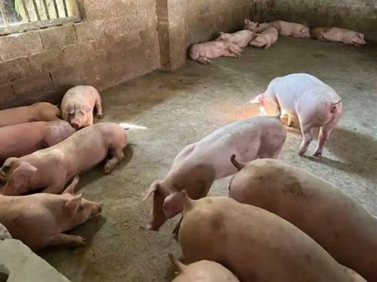 95后养猪人给猪放DJ，没想到猪的反应竟然出乎所有人意料 封面图 - 冰河游戏